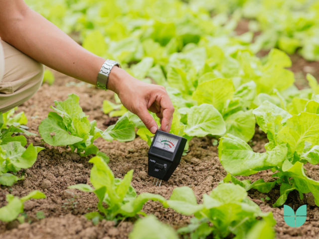 Close up of hand farmer use Soil PH meter for check the PH value of organic plant nursery farm. 