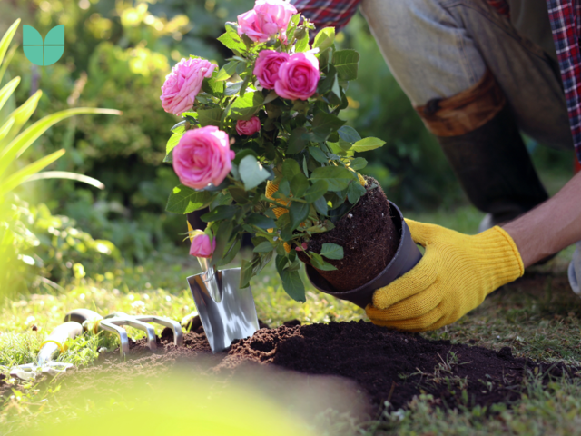 Man transplanting beautiful flowers into soil outdoors on sunny day, closeup. Gardening time